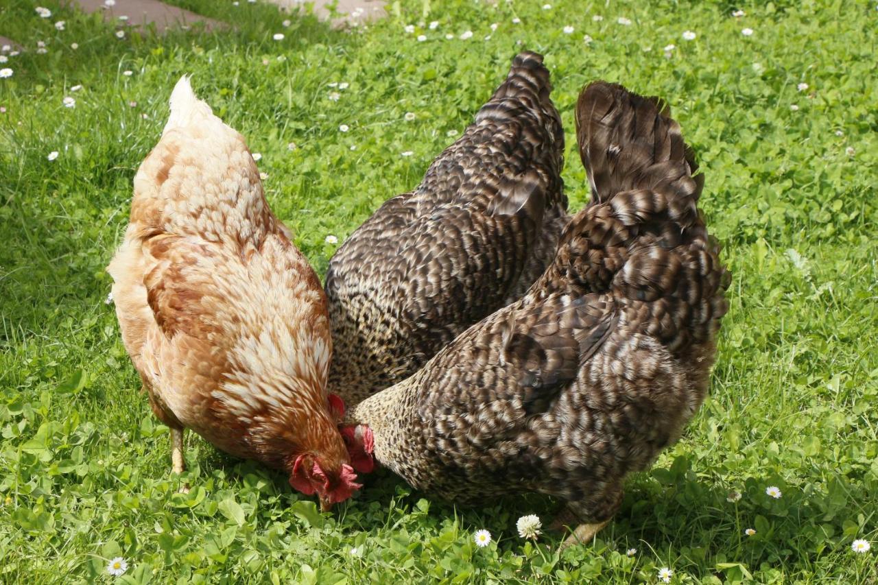 Affittacamere La Casa De Consuelo 3 Viérnoles Esterno foto